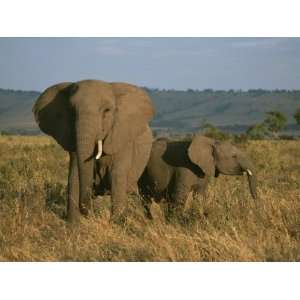  A Female Elephant with Her Baby on a Masai Mara Plain 
