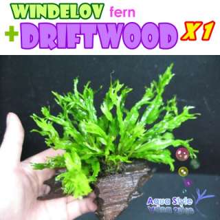 Windelov fern+Driftwood(M)  Live aqua plant (MD007M)  