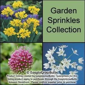  Allium Garden Sprinkles Collection   75 large bulbs   5/6 