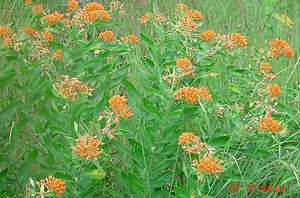 Asclepias tuberosa, Butterfly Milkweed 100 flower seed  