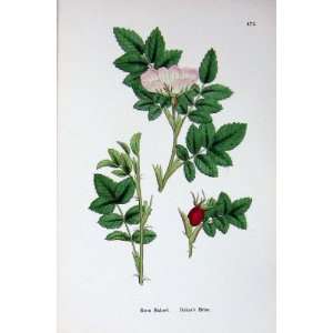  BakerS Briar Rosa Bakeri Botany Plants C1902 Flowers 