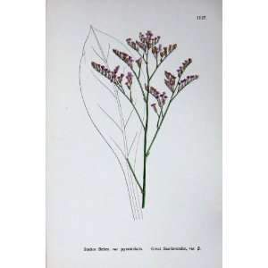  Botany Plants C1902 Great Sea Lavender Statice Behen
