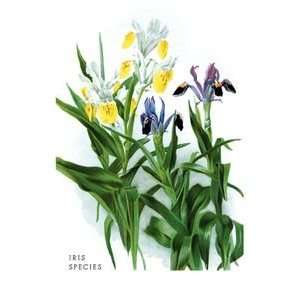  Iris Species   12x18 Framed Print in Black Frame (17x23 