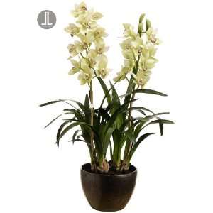 34 Cymbidium Orchid Plant with Terra Cotta Pot:  Grocery 
