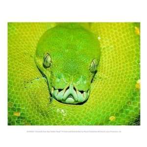  Emerald Tree Boa Snake Head 10.00 x 8.00 Poster Print 