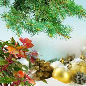 12 Balsam and Cedar Christmas Iron Star Wax Scented Tart Melts  