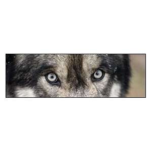  Wolf Eyes Rear Window Graphic: Automotive