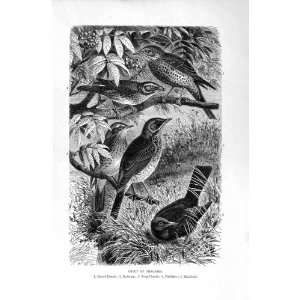  NATURAL HISTORY 1894 95 THRUSHES BIRD REDWING BLACKBIRD 