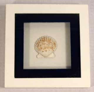 This is a beautiful little framed seashell in a shadowbox style frame.