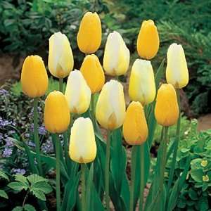    Single Late Tulip Bulbs Mellow Yellow Mix Patio, Lawn & Garden