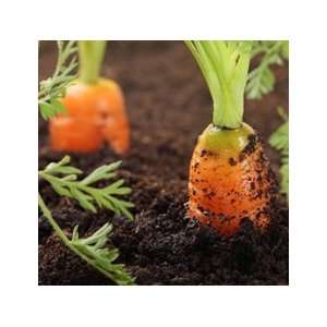 Carrot Seed Essential Oil (1oz)   origin India  30ml