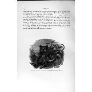  NATURAL HISTORY 1893 94 TARSIER GUILLEMARD LEMUR ANIMAL 