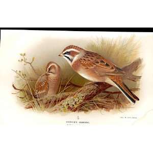  BrandtS Bunting Lilfords Birds 1885 97 By A Thorburn 