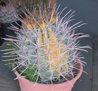 Ferocactus Species Variegated Body Long Spines 4  