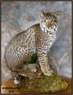 Bobcat Taxidermy NEW Mount Fur Hunting Cabin Lynx Fox Coyote by 