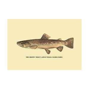  The Brown Trout 12x18 Giclee on canvas