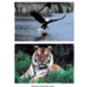  STAGES LEARNING MATERIALS SLM151 WILD ANIMAL POSTER SET 