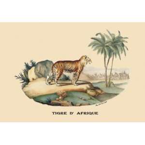  Tigre dAfrique (Tiger) 28x42 Giclee on Canvas: Home 