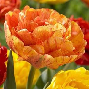  Double Late Tulip Bulbs Sunlover Patio, Lawn & Garden