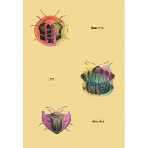  Beetles of Sumatra Java and America #2 28x42 Giclee on 