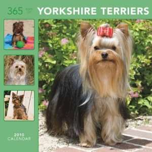  365 Days of Yorkshire Terriers 2010 Wall Calendar: Office 