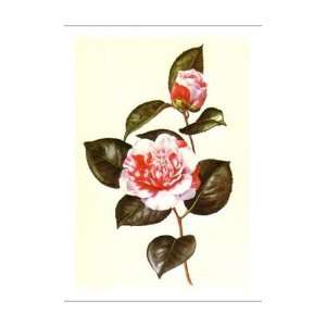  Camellia Poster Print: Home & Kitchen