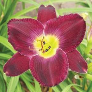  Hemerocallis Strutters Ball Patio, Lawn & Garden