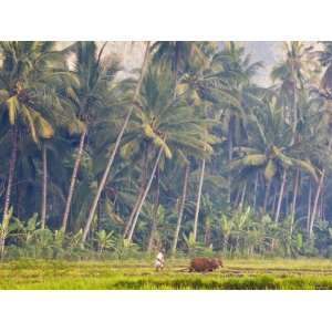  Man Ploughing, Candidasa, Eastern Bali, Indonesia 