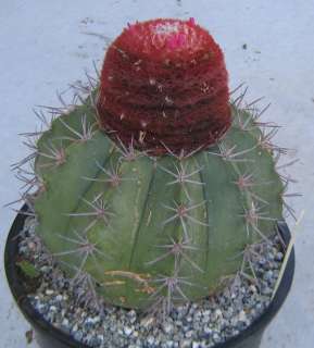 Melocactus with Huge Red Cephalium LG 10  