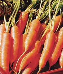 3,000 Carrot Seeds Little Finger Carrots garden seeds  