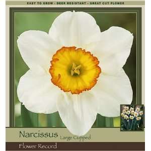  Flower Record Narcissus Bulbs 100 Pk Patio, Lawn & Garden