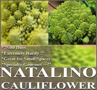 Cauliflower Seeds   BROCCOLO ROMANESCO NATALINO ~ ~ ~  