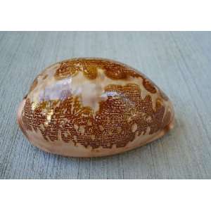  Ancient Map Cowrie Seashell (Cypraea Mappa): Everything 