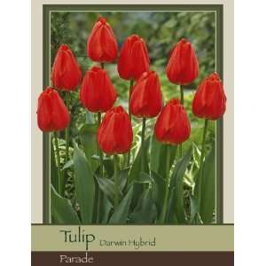   Tulip Darwin Hybrid Parade Pack of 50 Bulbs Patio, Lawn & Garden