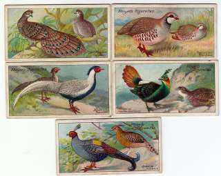 Five Vintage PHEASANT Bird Painting Cards from 1909  