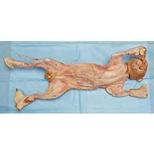 Perfect Solution(tm) Skinned Cat, Single, 14 18  