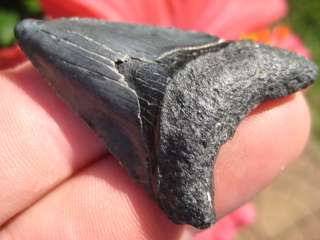 MEGALODON SHARK Tooth Megladon Fossil Teeth FL  