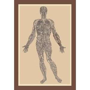 Nervous System   Paper Poster (18.75 x 28.5)  Sports 