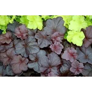 CORAL BELLS OBSIDIAN / 1 gallon Potted Patio, Lawn 