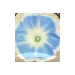  Ripples on Beach Morning Glory Seed Pack: Patio, Lawn 