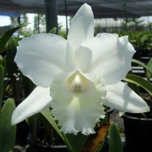 SC24 Orchid Plant Cattleya Hawaiian Wedding Song Virgin 