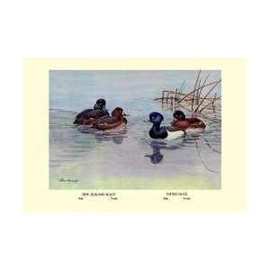  New Zealand Scaup and Tufted Ducks 20x30 poster