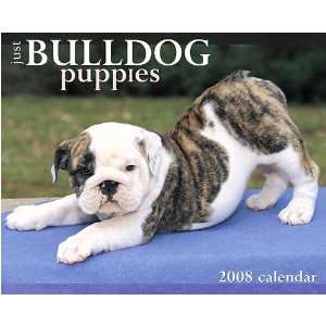  Just Bulldog Puppies 2008 Wall Calendar: Office Products