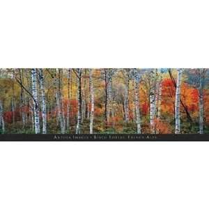  Birch Forest, French Alps Poster Print