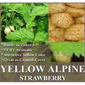   YELLOW ALPINE STRAWBERRY SEEDS ~ Easy to grow ~ Patio, Lawn & Garden
