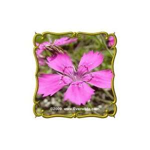  Maiden Pinks (Dianthus deltoides) Jumbo Wildflower Seed 