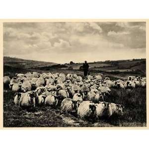  1943 Scotland Highland Gaidhealtachd Gaelic Sheep Plain 