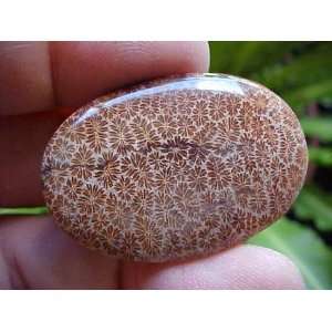   Coral Agate Flower Oval Cabochon Huge Lovely  