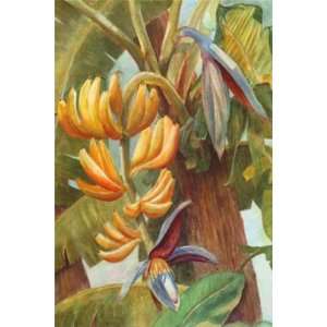  Barbara Shipman   Banana Tropicana Canvas