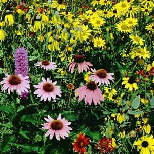  Native Midwest Wildflower Seed Mix Patio, Lawn & Garden